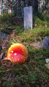 Fly agaric waiting to be captured